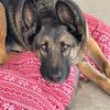 germanshepherdmom30