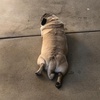 fat_pug