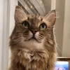 flor_gata