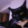 catsrkewt