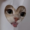 yourcatlovesyou