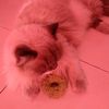 bubblecha