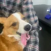 h_hieww