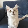amberrcaitlin