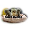 bulusstation