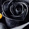 elenailieozunu