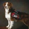 service_dog_amber