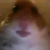 the_chosen_hamster123