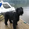 sjdogdad