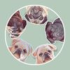 pugs_from_pearl