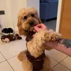 tobythecavapoo1