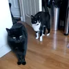 blackcatmumma