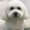 millie.bichon.frise