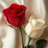 hurrainshahzad3