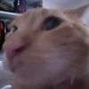 ronthecat4