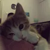 _mimiina