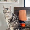 mainecoon_love_strength