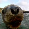 facucaffo0