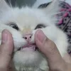 rorathecat