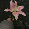 daylybroken
