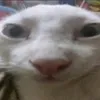 annesempau