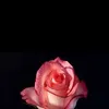 gwlllbax1
