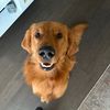 sanfordthegolden