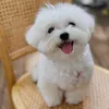 conythericecakemaltese