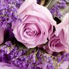 violetroses_22
