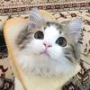 bread_cat96