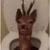 _meggymo_