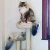 Pebbles, Choupette and Mila