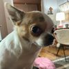 mochisukichihuahua