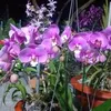 tran_t.tuoi