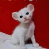 kyyqu