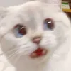 nsp2147