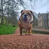 buddhathebulldog1