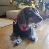 skye_the_mini_doxie