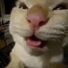 nimA