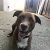 summerthedog02