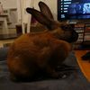 ollie_l.14