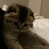 zahidebiggfan