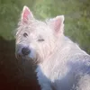 mollythewestie