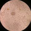 ventral8