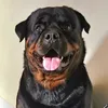 rottzeus03