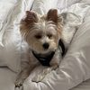 zigzagthecutie
