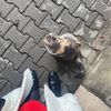 dalalii_3x