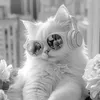 catdotiktok