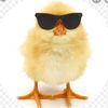 dankchicken42069