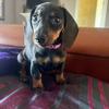 chori_mini_dachshund